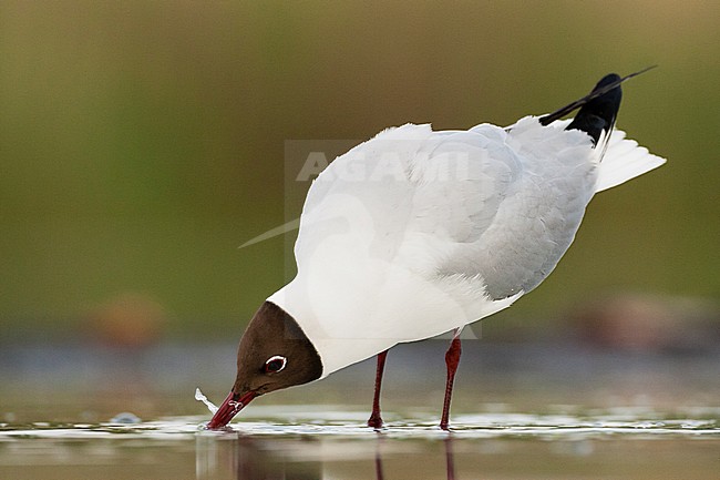 Kokmeeuw drinkend; Common Black-headed Gull drinking stock-image by Agami/Marc Guyt,