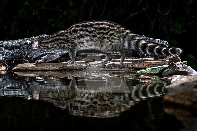 Common Genet (Genetta genetta) in Spain stock-image by Agami/Oscar Díez,