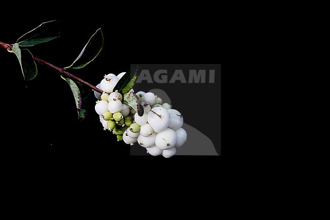 Snowberry berries stock-image by Agami/Wil Leurs,