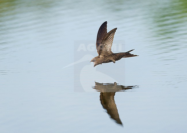 Drinking and foraging adult Common Swift (Apus apus) on a very hot weather summer day, skimming water surface by flying fast and very low with its bill wide open. Surface of the water is very smooth and calm and creating a reflection and mirror image of the bird. stock-image by Agami/Ran Schols,