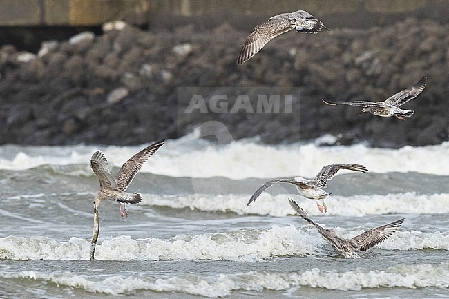 stock-image by Agami/Menno van Duijn,