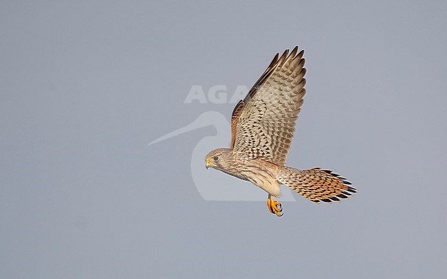 Juvenile Eurasian Kestrel (Falco tinnunculus) in flight. Hovering in mid-air, looking for prey in Nordsjælland, Denmark stock-image by Agami/Helge Sorensen,