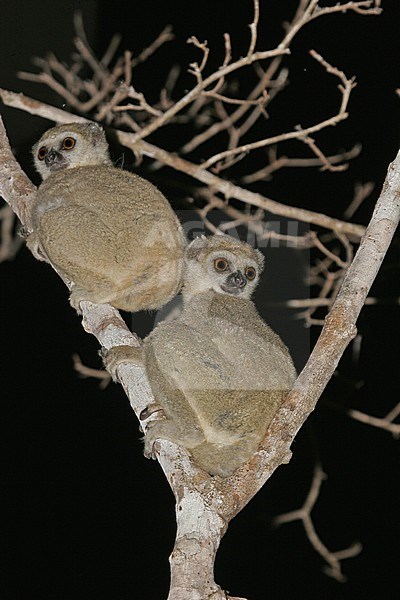 Western woolly lemur or western avahi (Avahi occidentalis) is a species of woolly lemur native to western Madagascar, where they live in dry deciduous forests. stock-image by Agami/Pete Morris,
