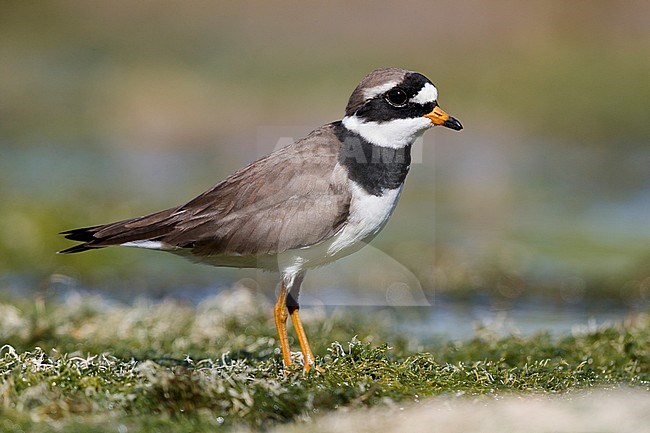 Ringed Plover (Charadrius hiaticula), side view of an adult male standing on the ground, Campania, Italy stock-image by Agami/Saverio Gatto,