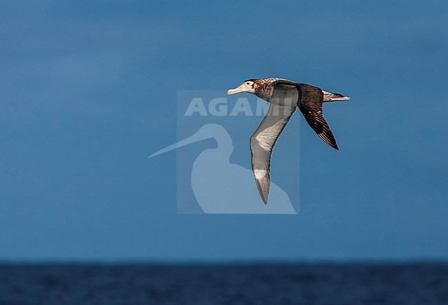 Tristan Albatross, Diomedea dabbenena, at sea off Gough in the southern Atlantic Ocean. stock-image by Agami/Marc Guyt,