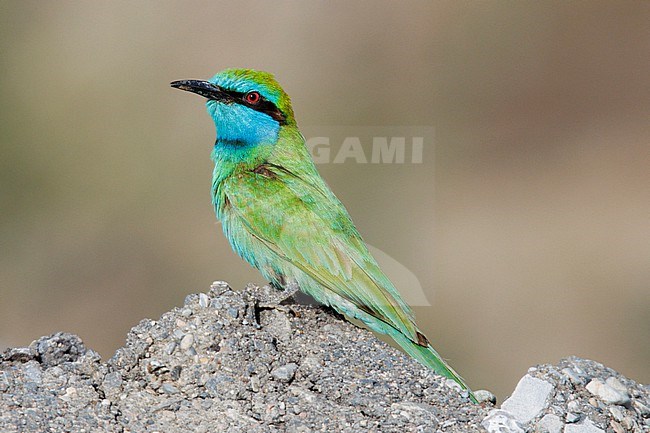 Arabian Green Bee-eater (Merops cyanophrys) taken the 28/02/2023 at Barka - Oman. stock-image by Agami/Nicolas Bastide,