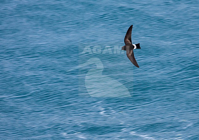 Black-bellied Storm Petrel (Fregetta tropica) at sea in the southern Atlantic ocean. Photographed with slow shutterspeed. stock-image by Agami/Marc Guyt,