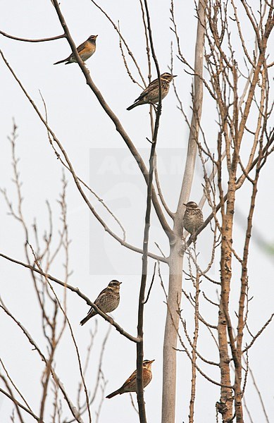 1 Eyebrowed Thrush, 3 Dusky Thrushes and 1 Naumann’s Thrush resting in a tree during spring migration on Happy Island, China. stock-image by Agami/Roy de Haas,