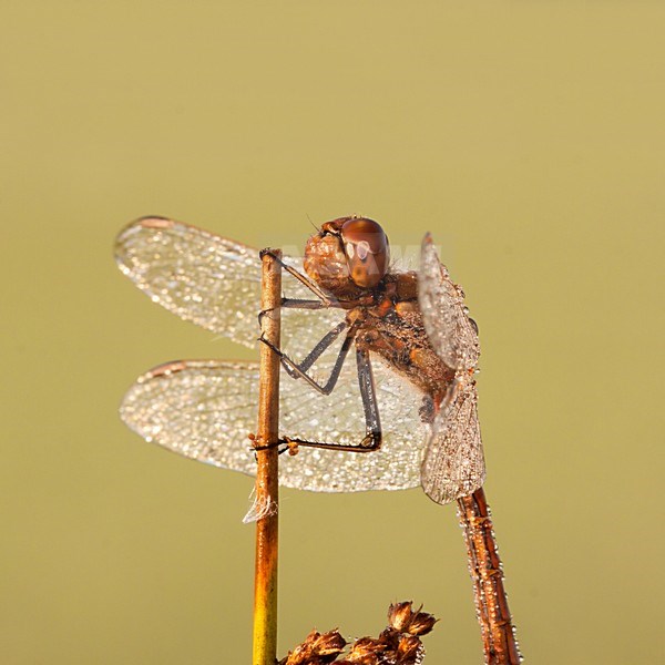 Steenrode Heidelibel, Vagrant Darter stock-image by Agami/Theo Douma,