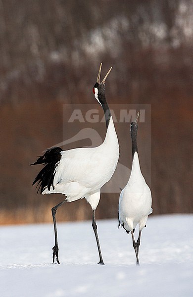 Endangered Red-crowned Crane (Grus japonensis) on Hokkaido in Japan during winter. stock-image by Agami/Marc Guyt,
