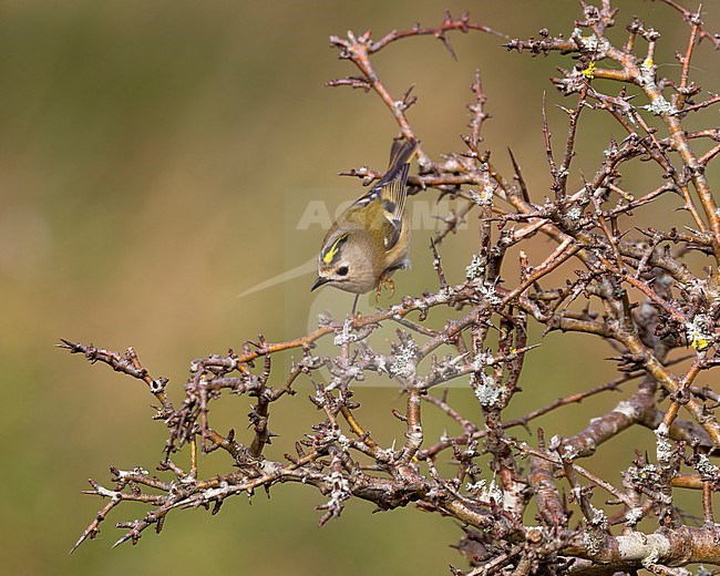 A little Goldcrest is seen in a thorny sea buckthorn bush against a clear green background. Its bright yellow crown is standing out. stock-image by Agami/Jacob Garvelink,