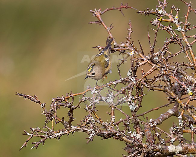 A little Goldcrest is seen in a thorny sea buckthorn bush against a clear green background. Its bright yellow crown is standing out. stock-image by Agami/Jacob Garvelink,