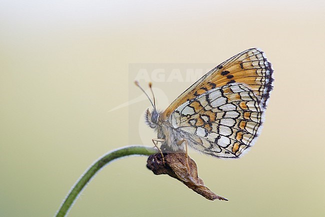 Grison's Fritillary resting on small plant stock-image by Agami/Iolente Navarro,