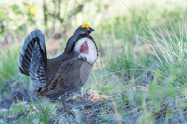Adult male
Boulder Co., CO
June 2023 stock-image by Agami/Brian E Small,