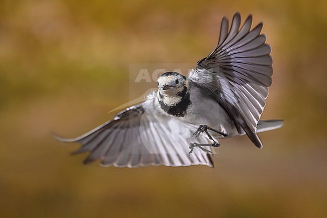 White Wagtail (Motacilla alba) in Italy. stock-image by Agami/Daniele Occhiato,
