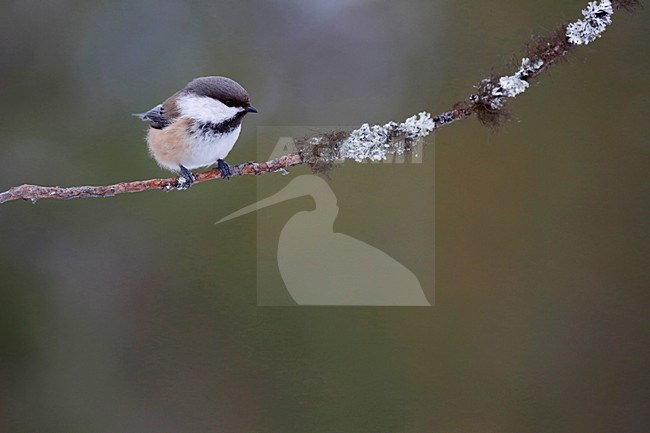 Bruinkopmees op een tak; Siberian Tit on a branch stock-image by Agami/Chris van Rijswijk,