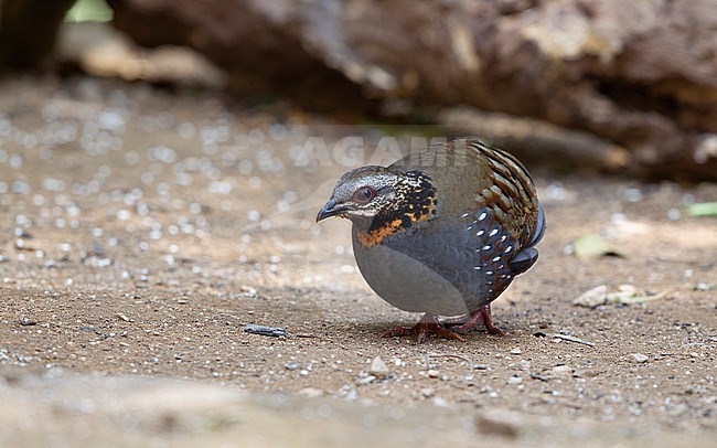 Male Rufous-throated Partridge (Arborophila rufogularis) searching for food on the ground at Doi Lang, Thailand stock-image by Agami/Helge Sorensen,