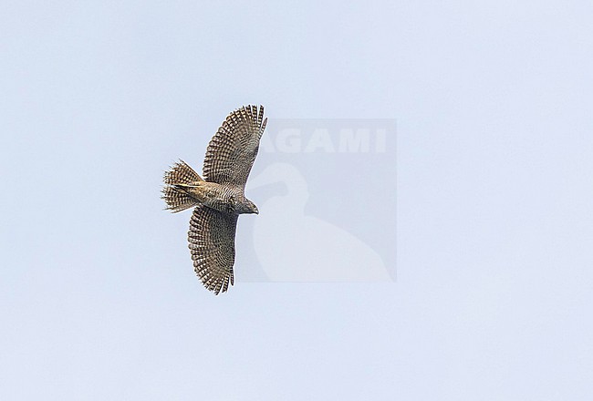 Brown Goshawk, Accipiter fasciatus, in flight on the Solomon Islands. Seen from below. stock-image by Agami/Pete Morris,