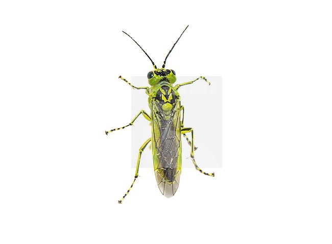 Rhogogaster chlorosoma sawflies stock-image by Agami/Wil Leurs,