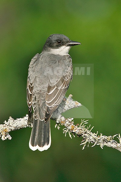 Koningstiran, Eastern Kingbird stock-image by Agami/Brian E Small,
