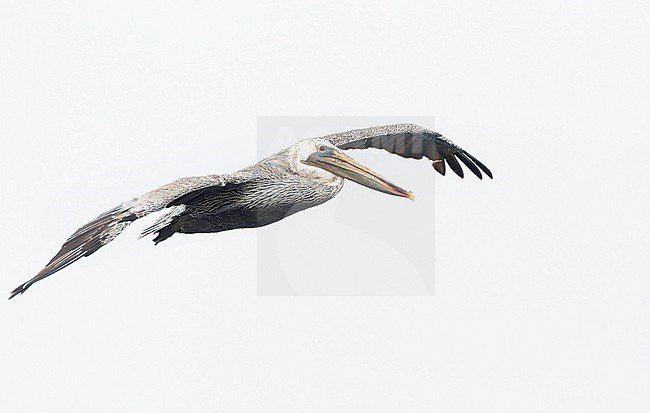 Brown Pelican (Pelecanus occidentalis californicus) during autumn along the Californian coast, USA. stock-image by Agami/Marc Guyt,