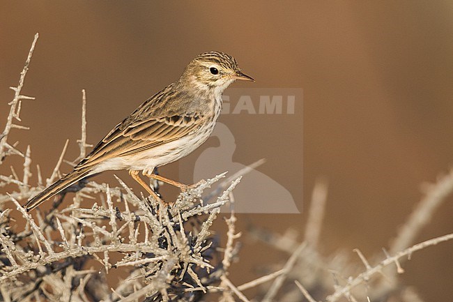 Berthelots Pipit - Kanarenpieper - Anthus berthelotii, Spain (La Gomera), adult stock-image by Agami/Ralph Martin,