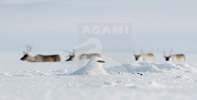 Ptarmigan (Lagopus mutus) wintering in arctic conditions in arctic Finland. Reindeers in the background. stock-image by Agami/Markus Varesvuo,