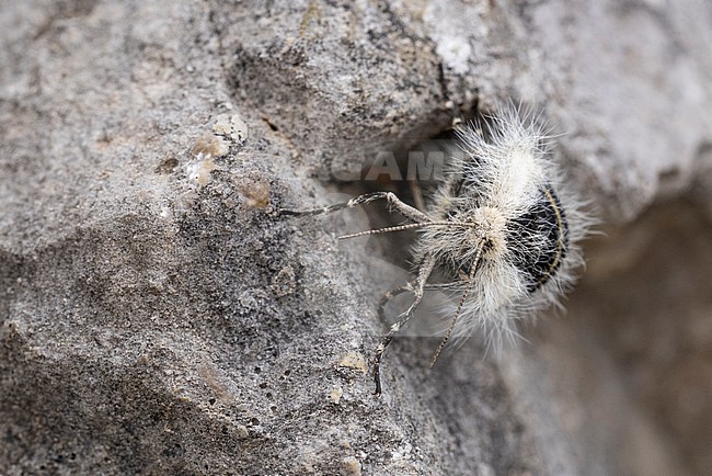 Lycia alpina is a high altitude endemic to the Alps, found in the Austrian Alps of of the Lech Valley; picture is showing the wingless female stock-image by Agami/Mathias Putze,