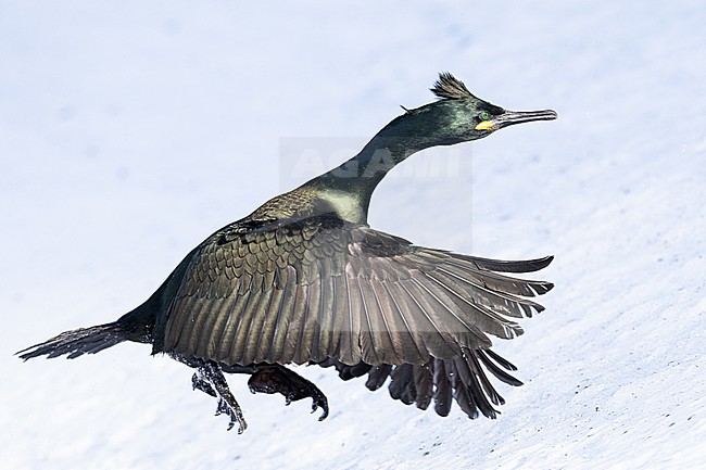  stock-image by Agami/Menno van Duijn,