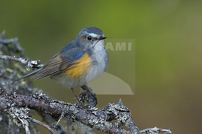 Red-flanked Bluetail (Tarsiger cyanurus), male on a lichen covered branch in colourful background. Kuusamo, Finland stock-image by Agami/Kari Eischer,