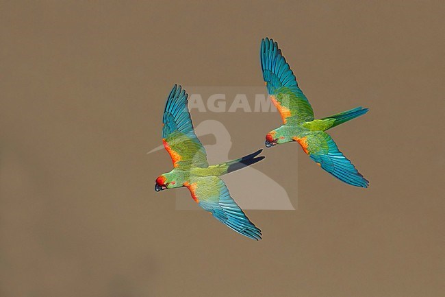 A pair of Red-fronted Macaw (Ara rubrogenys) in flight in Bolivia stock-image by Agami/Dubi Shapiro,