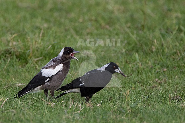Australian magpie (Gymnorhina tibicen) in New Zealand. Adult with its young on a lawn. stock-image by Agami/Marc Guyt,