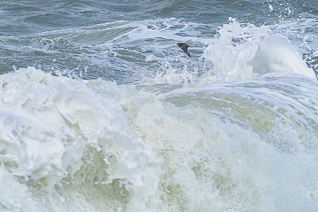  stock-image by Agami/Menno van Duijn,