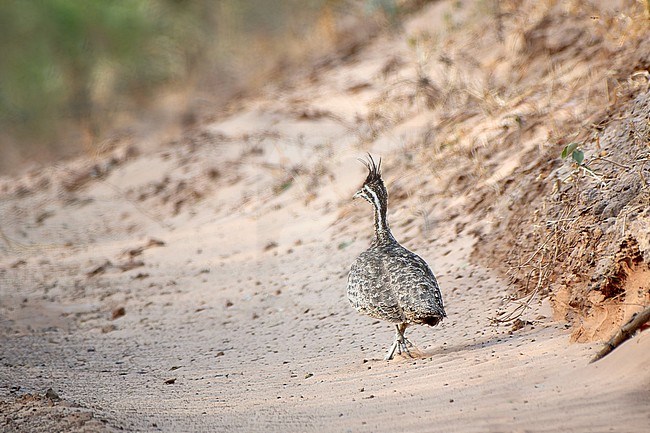 Quebracho Crested Tinamou (Eudromia formosa) walking in sand dunes in Chuquisaca, Bolivia stock-image by Agami/Tomas Grim,