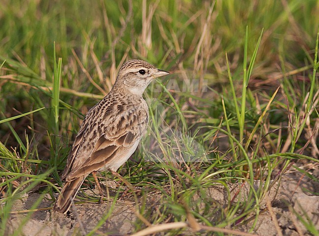 Short-toed Lark - Kurzzehenlerche - Calandrella brachydactyla ssp. hermonensis, Turkey, adult stock-image by Agami/Ralph Martin,