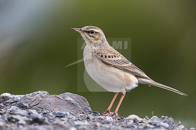 Adult Tawny Pipit (Anthus campestris) in Italy and perched on a rock stock-image by Agami/Daniele Occhiato,