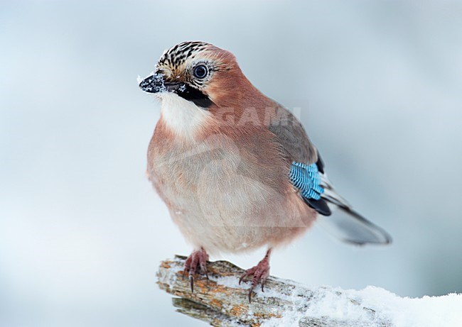Gaai in de winter; Eurasian Jay in winter stock-image by Agami/Markus Varesvuo,