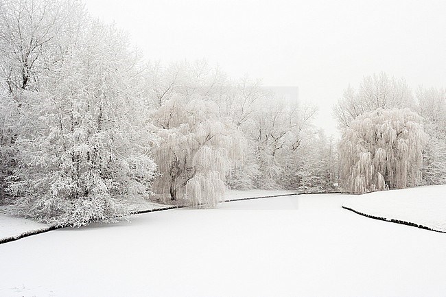 Frozen ditch covered in snow with frosty trees at Katwijk stock-image by Agami/Marc Guyt,