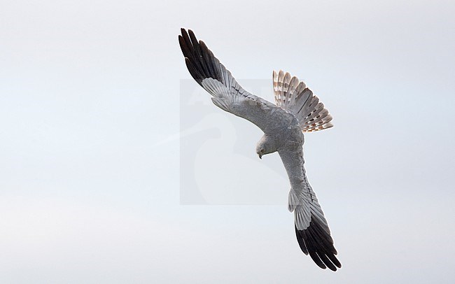 Adult male Montagu's Harrier (Circus pygargus) in flight showing topside in Extremadura, Spain stock-image by Agami/Helge Sorensen,