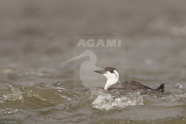 Common Guillemot adult winter beached; Zeekoet volwassen winterkleed gestrand stock-image by Agami/Menno van Duijn,