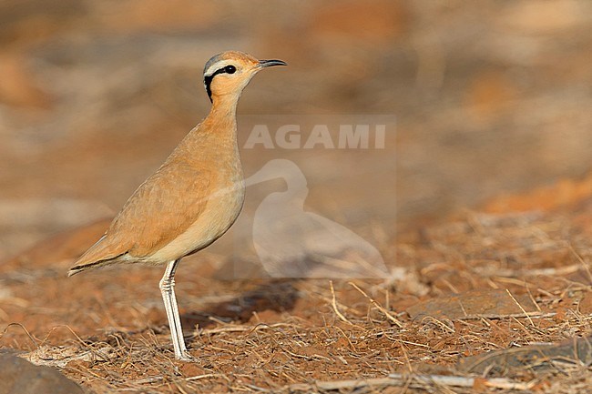 Cream-colored courser,Adult,  Santiago, Cape Verde (Cursorius cursor) stock-image by Agami/Saverio Gatto,