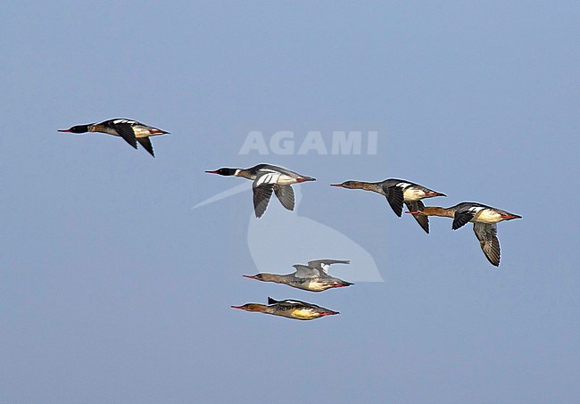 Red-breasted Merganser flying stock-image by Agami/Jari Peltomäki,