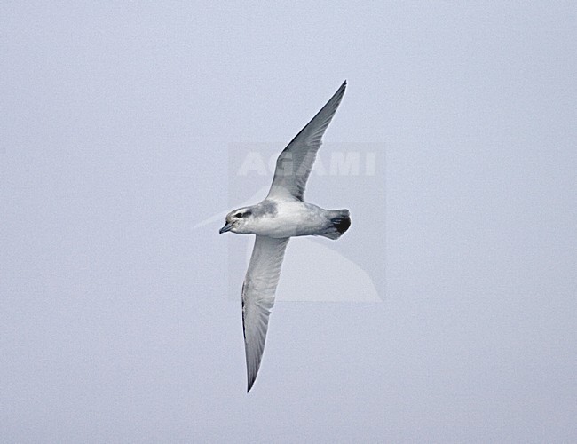 Antarctic Prion flying over the sea; Antarctische Prion, Pachyptila desolata vliegend boven zee stock-image by Agami/Marc Guyt,
