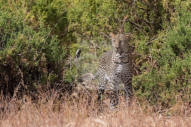 Portrait of a leopard, Panthera pardus, looking into the distance, Samburu National Reserve, Kenya. Kenya. stock-image by Agami/Sergio Pitamitz,