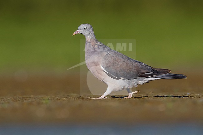 Juvenile Common wood pigeon (Columba palumbus) in Italy. stock-image by Agami/Daniele Occhiato,