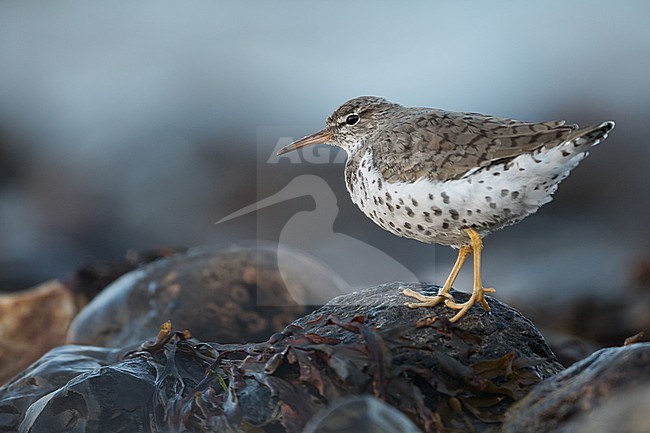 Spotted Sandpipier - Drosseluferläufer - Actitis macularius, Germany (Schleswig-Holstein), adult, breeding plumage stock-image by Agami/Ralph Martin,