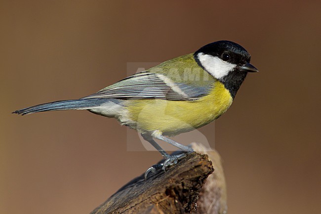 Koolmees op een tak; Great Tit perched on a branch stock-image by Agami/Daniele Occhiato,