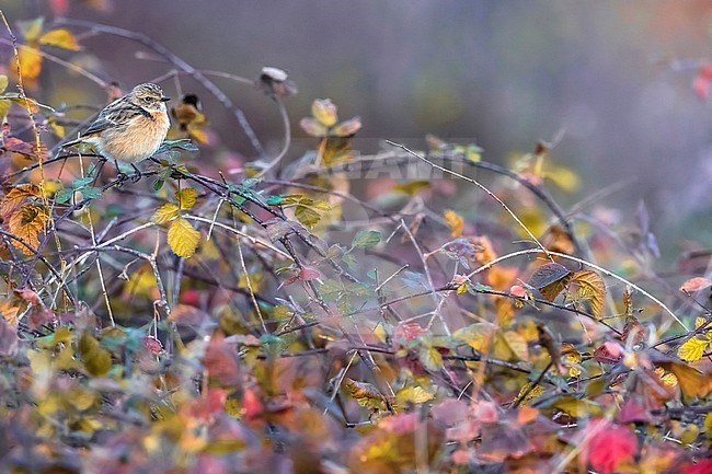 Wintering female European Stonechat (Saxicola rubicola) in Italy. Perched in low vegetation with autumn colored leaves. stock-image by Agami/Daniele Occhiato,
