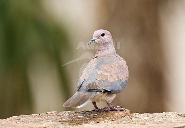 Palmtortel, Laughing Dove, Streptopelia senegalensis stock-image by Agami/Marc Guyt,