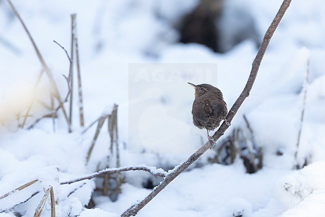 Winter Wren (Troglodytes troglodytes) in snow at Gentofte, Denmark stock-image by Agami/Helge Sorensen,